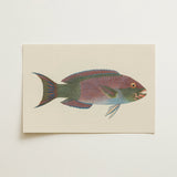 Queen Parrotfish - Luigi Balugani Sea Life Art Print / Canvas, 18x12’’ / 46x31cm / Unframed / no Border, Posters Prints & Visual Artwork,