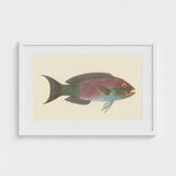 Queen Parrotfish - Luigi Balugani Sea Life Art Print / Canvas Framed Vintage-style Illustration Colorful Iridescent Purple Green,