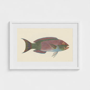 Queen Parrotfish - Luigi Balugani Sea Life Art Print / Canvas Framed Vintage-style Illustration Colorful Iridescent Purple Green,