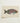 Beautifully Illustrated Parrotfish Print Cream-colored Cardstock Vibrant Shades Luigi Balugani, Kaleidoscopic Queen, Balugani’s