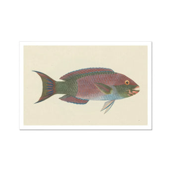 Queen Parrotfish - Luigi Balugani Sea Life Art Print / Canvas, Luigi Balugani, Kaleidoscopic Queen Parrotfish, Balugani’s 18th-century Brush