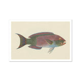 Queen Parrotfish - Luigi Balugani Sea Life Art Print / Canvas Colorful Tropical Fish Pink Green Scales Forked Tail, Kaleidoscopic,