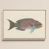 Queen Parrotfish - Luigi Balugani Sea Life Art Print / Canvas Framed Artwork Vibrantly Colored Intricate Scales Shades, Kaleidoscopic,