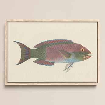 Queen Parrotfish - Luigi Balugani Sea Life Art Print / Canvas Framed Artwork Vibrantly Colored Intricate Scales Shades, Kaleidoscopic,