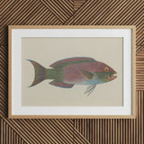 Queen Parrotfish - Luigi Balugani Sea Life Art Print / Canvas Framed Botanical Illustration Colorful Iridescent Green Pink, Kaleidoscopic,