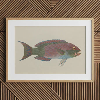 Queen Parrotfish - Luigi Balugani Sea Life Art Print / Canvas Framed Botanical Illustration Colorful Iridescent Green Pink, Kaleidoscopic,