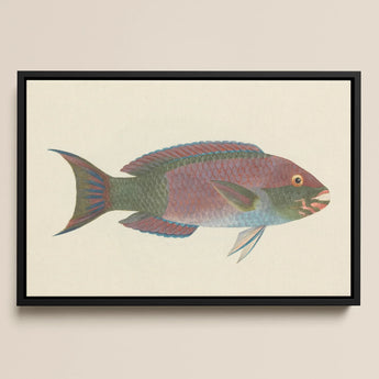 Queen Parrotfish - Luigi Balugani Sea Life Art Print / Canvas Framed Illustration Colorful Iridescent Pink Green Blue, Kaleidoscopic,