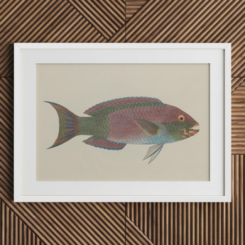 Queen Parrotfish - Luigi Balugani Sea Life Art Print / Canvas, Luigi Balugani, Kaleidoscopic Queen Parrotfish, Balugani’s 18th-century Brush