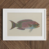 Queen Parrotfish - Luigi Balugani Sea Life Art Print / Canvas Framed Illustration Colorful Iridescent Pink Green Blue, Kaleidoscopic,