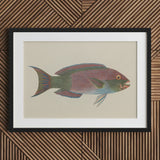 Queen Parrotfish - Luigi Balugani Sea Life Art Print / Canvas Framed Illustration Colorful Iridescent Purple Green Blue, Kaleidoscopic,