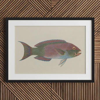 Queen Parrotfish - Luigi Balugani Sea Life Art Print / Canvas Framed Illustration Colorful Iridescent Purple Green Blue, Kaleidoscopic,