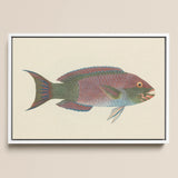 Queen Parrotfish - Luigi Balugani Sea Life Art Print / Canvas, Luigi Balugani, Kaleidoscopic Queen Parrotfish, Balugani’s 18th-century Brush