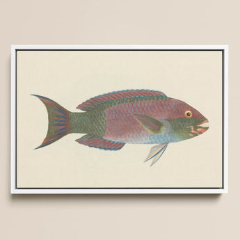 Queen Parrotfish - Luigi Balugani Sea Life Art Print / Canvas, Luigi Balugani, Kaleidoscopic Queen Parrotfish, Balugani’s 18th-century Brush