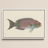 Queen Parrotfish - Luigi Balugani Sea Life Art Print / Canvas Framed Vintage-style Illustration Colorful Iridescent Pink Green,