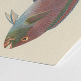 Queen Parrotfish - Luigi Balugani Sea Life Art Print / Canvas Vibrant Intricately Illustrated Fish Textured Off-white Paper, Kaleidoscopic,