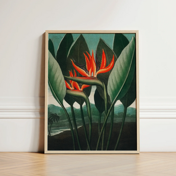Queen Plant - Robert John Thornton Floral Art Print / Canvas Framed Artwork Vibrant Orange Bird-of-paradise Flower Surrounded Lush, Plant’s