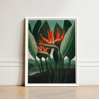 Queen Plant - Robert John Thornton Floral Art Print / Canvas Framed Artwork Vibrant Orange Bird-of-paradise Flower Surrounded Dark, Plant’s