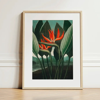 Queen Plant - Robert John Thornton Floral Art Print / Canvas Framed Artwork Vibrant Orange Bird-of-paradise Flowers Lush Green, Plant’s