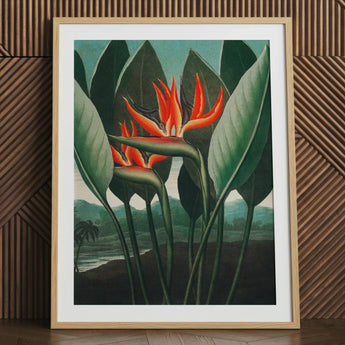 Queen Plant - Robert John Thornton Floral Art Print / Canvas Framed Botanical Vibrant Orange Red Bird-of-paradise Flowers, Plant’s Regal