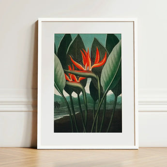 Queen Plant - Robert John Thornton Floral Art Print / Canvas Framed Vibrant Orange Bird-of-paradise Flower Lush, Plant’s Regal Presence,