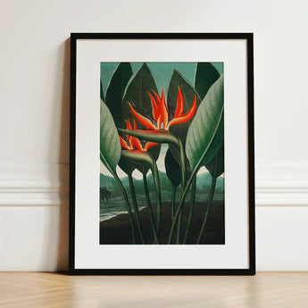 Queen Plant - Robert John Thornton Floral Art Print / Canvas Framed Vibrant Orange Bird-of-paradise Flower Surrounded, Plant’s Regal