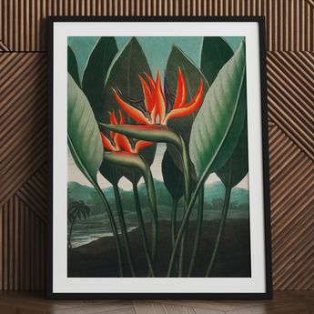 Queen Plant - Robert John Thornton Floral Art Print / Canvas Framed Art Print Vibrant Orange Red Bird-of-paradise Flowers Robert John