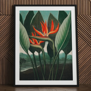 Queen Plant - Robert John Thornton Floral Art Print / Canvas Framed Vibrant Orange Red Bird-of-paradise Flowers, Plant’s Regal Presence,