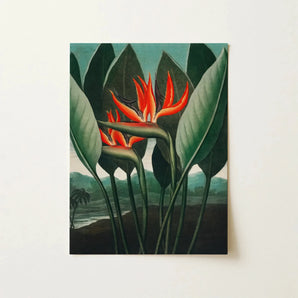 Queen Plant - Robert John Thornton Floral Art Print / Canvas Vibrant Orange Bird-of-paradise Flower Painting Lush Green Leaves, Plant’s