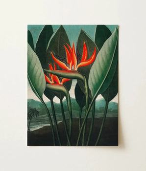 Vibrant Orange Bird-of-paradise Flower Painting Lush Green Leaves Robert John Thornton, Queen Plant’s Regal Presence, Floral