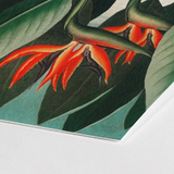 Queen Plant - Robert John Thornton Floral Art Print / Canvas Vibrant Orange Dark Green Tropical Flower Textured, Plant’s Regal Presence,