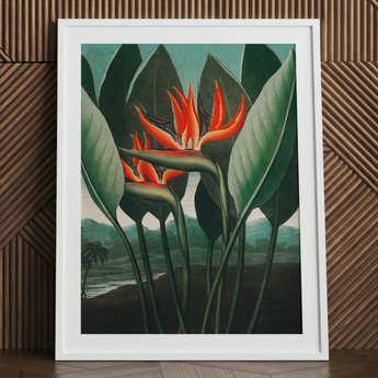 Queen Plant - Robert John Thornton Floral Art Print / Canvas White-framed Botanical Art Print Vibrant Orange Red Bird-of-paradise Robert