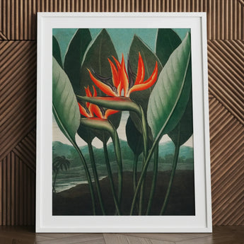Queen Plant - Robert John Thornton Floral Art Print / Canvas White-framed Botanical Vibrant Orange Red Bird-of-paradise, Plant’s Regal
