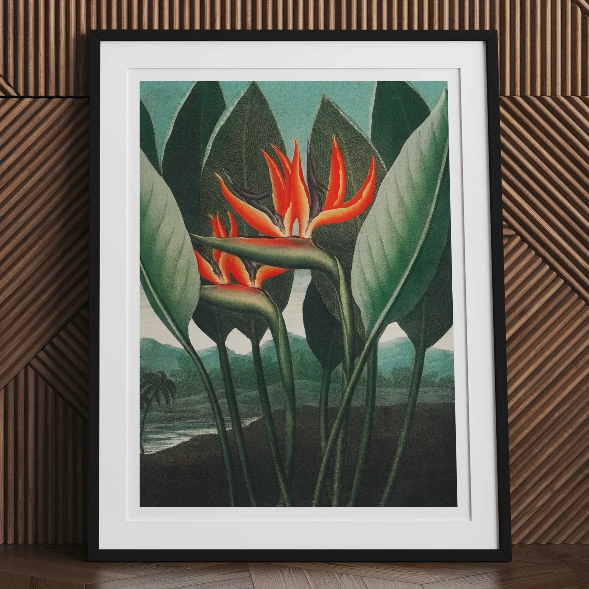 Queen Plant - Robert John Thornton Floral Art Print, Framed Botanical Print Vibrant Orange Bird Paradise Flowers