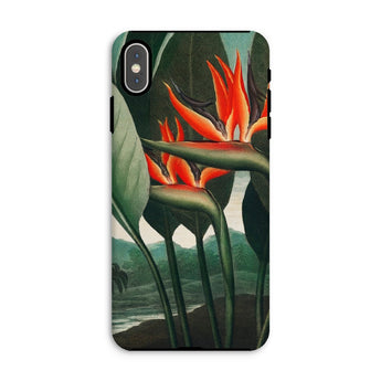 Queen Plant - Robert John Thornton Phone Case Iphone Xs Max / Matte Bird Paradise Flower Phone Case Queen Plant, Orange Bloom Thrusts,