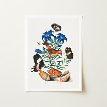 Red Avadavat Gentian Sawfly Swallowtail and Shells - James Bolton Art Print / Canvas Framed Botanical Illustration Vibrant Blue Lilies