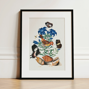 Red Avadavat Gentian Sawfly Swallowtail and Shells - James Bolton Art Print / Canvas, 12x16’’ / 31x41cm / Black Frame / Matboard, Posters