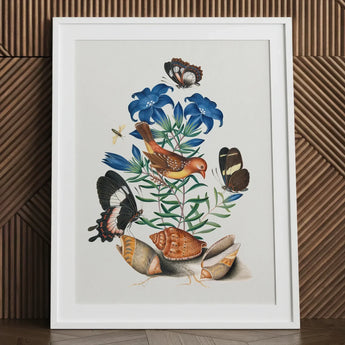 Red Avadavat Gentian Sawfly Swallowtail and Shells - James Bolton Art Print / Canvas Framed Botanical Illustration Vibrant Bird Butterflies