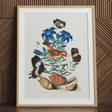 Red Avadavat Gentian Sawfly Swallowtail and Shells - James Bolton Art Print / Canvas Framed Botanical Illustration Vibrant Bird Perched