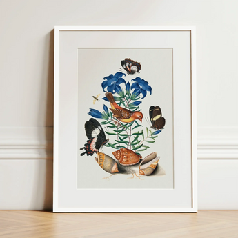 Red Avadavat Gentian Sawfly Swallowtail and Shells - James Bolton Art Print / Canvas Framed Botanical Illustration Vibrant Orange Bird