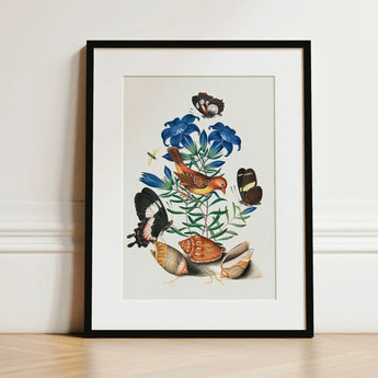 Red Avadavat Gentian Sawfly Swallowtail and Shells - James Bolton Art Print / Canvas Framed Botanical Illustration Vibrant Orange Bird