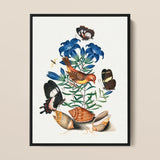 Red Avadavat Gentian Sawfly Swallowtail and Shells - James Bolton Art Print / Canvas Framed Botanical Illustration Vibrant Orange Yellow
