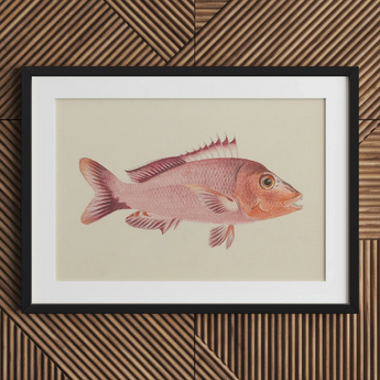 Red Snapper - Stampa artistica di vita marina di Luigi Balugani / Tela, 30x20’’ / 76x51cm / Cornice nera / Passe-partout, Poster, stampe e opere d’arte visiva, Toby