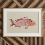 Red Snapper - Stampa artistica di vita marina di Luigi Balugani / Tela, 30x20’’ / 76x51cm / Cornice naturale / Passe-partout, Poster, stampe e opere d’arte visiva,