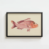 Framed Illustration Pinkish-red Fish Detailed Fins Scales Presented Luigi Balugani, Balugani’s Red Snapper, Sea