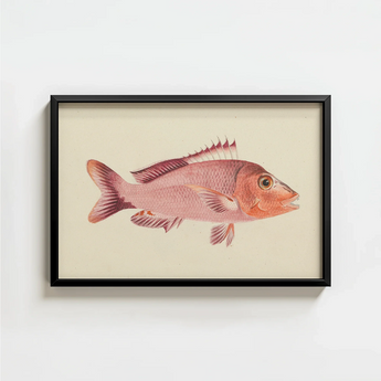 Framed Illustration Pinkish-red Fish Detailed Fins Scales Presented Luigi Balugani, Balugani’s Red Snapper, Sea