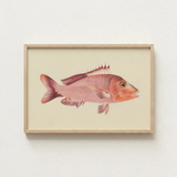 Framed Illustration Pinkish-red Fish Detailed Scales Fins Set Luigi Balugani, Balugani’s Red Snapper, Sea