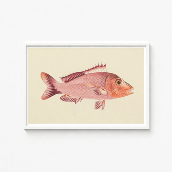 Framed Illustration Pinkish-red Fish Detailed Fins Scales Rendered Luigi Balugani, Balugani’s Red Snapper, Sea