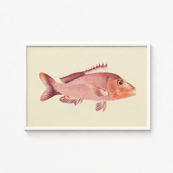 Framed Vintage-style Illustration Pinkish-red Fish Detailed Scales Fins Luigi Balugani, Balugani’s Red Snapper, Sea