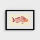 Red Snapper - Luigi Balugani Sea Life Art Print / Canvas Framed Illustration Pinkish-red Fish Detailed Scales Fins Set, Balugani’s, Prints