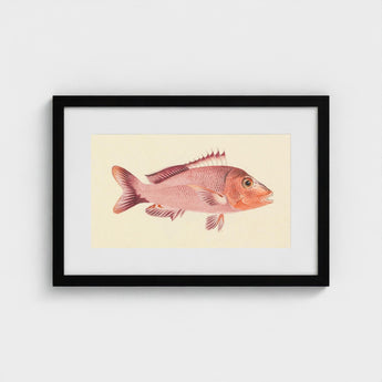 Red Snapper - Luigi Balugani Sea Life Art Print / Canvas Framed Illustration Pinkish-red Fish Detailed Scales Fins Set, Balugani’s, Prints